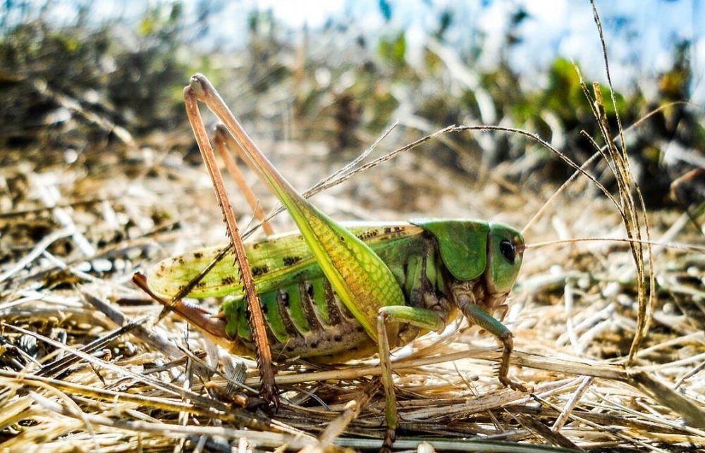 locust090303.jpg