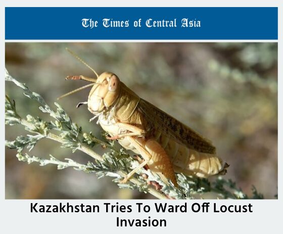 locust090302.jpg